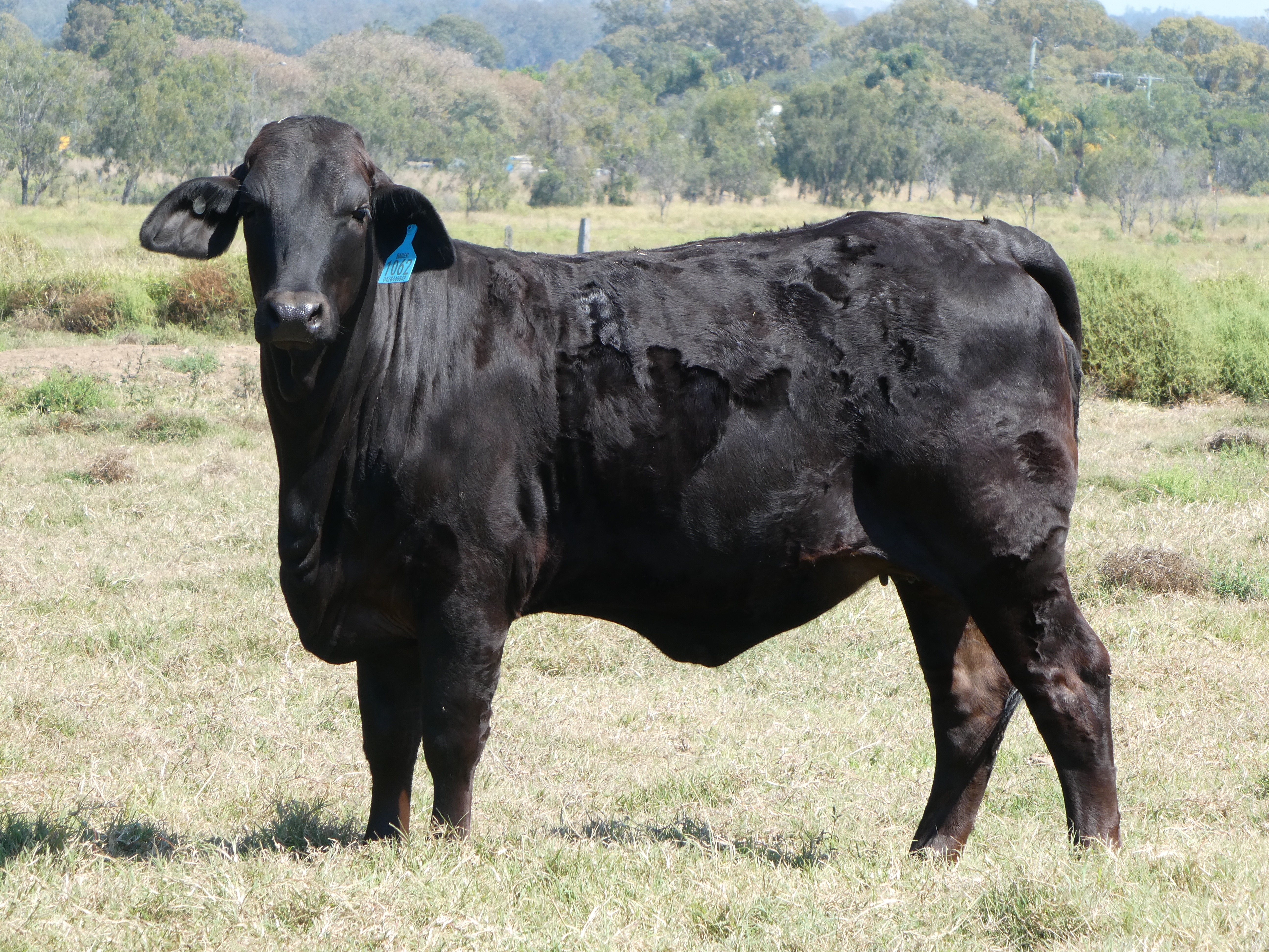 Elara Yabbi 2nd at 12 mths